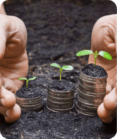 Hands holding a small plant