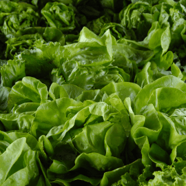 Lettuce Mix