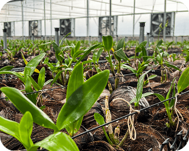 Growing Market Demand